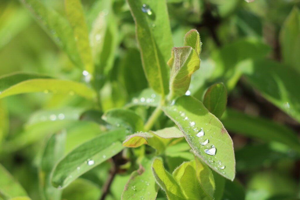 Выращивание жимолости