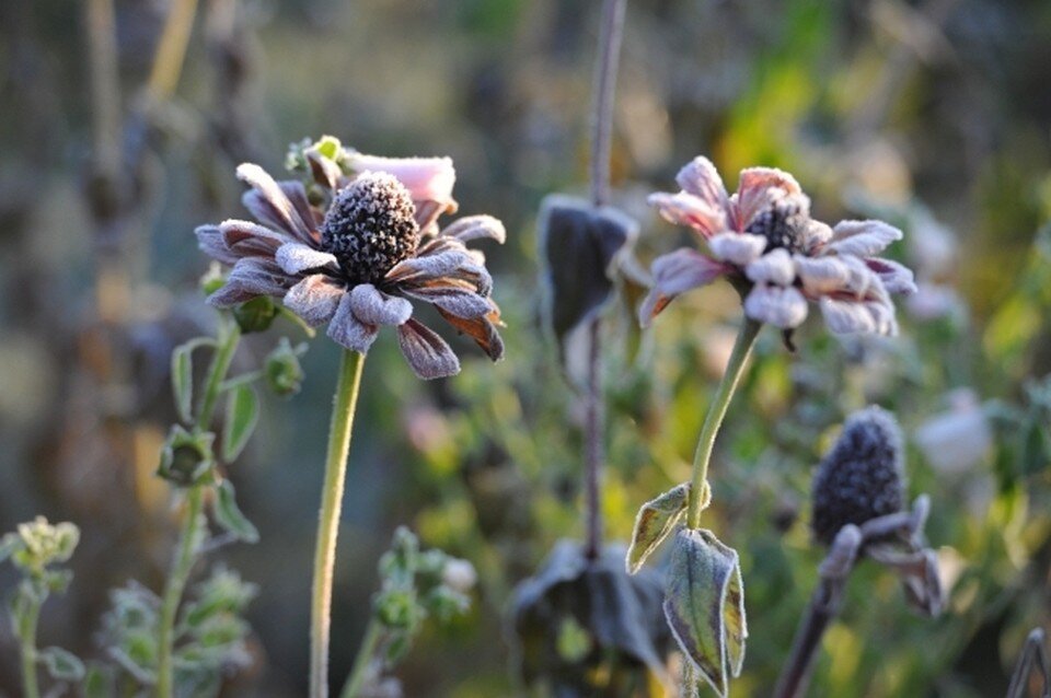     В Ростовской области температура ночью упадет до нулевой отметки. Николай ОБЕРЕМЧЕНКО