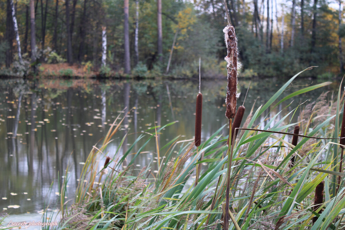 Усадьба Горенки, одно из крупнейших имений Подмосковья, жемчужина ...