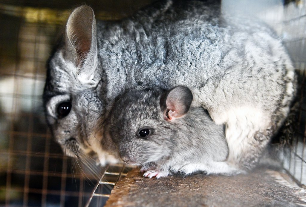 Клетка для шиншилл и хорьков Inter-Zoo Chinchilla 100 Zinc