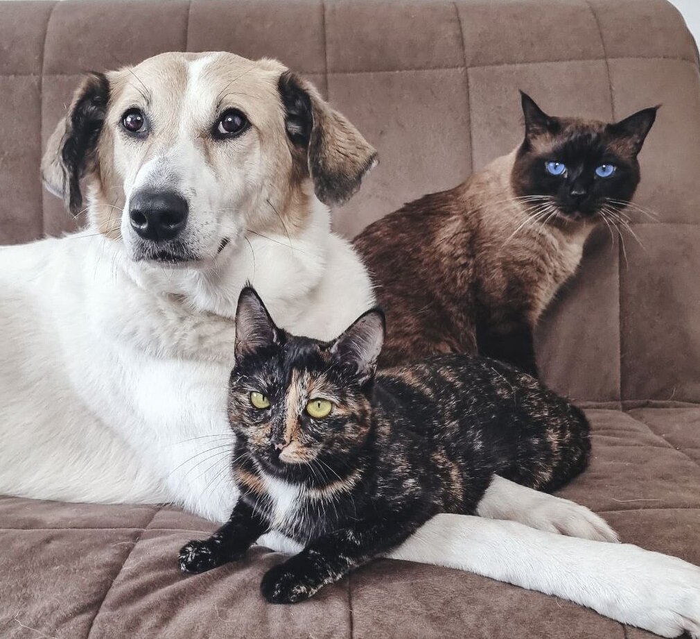 Даже если животные пождружились, со временем все равно могут возникать проблемы. Как их избежать? 