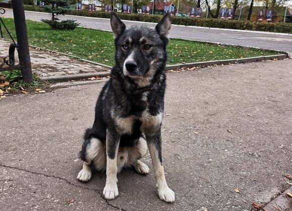    Собака в ожидании хозяев Наталия Николаева © ИА REGNUM