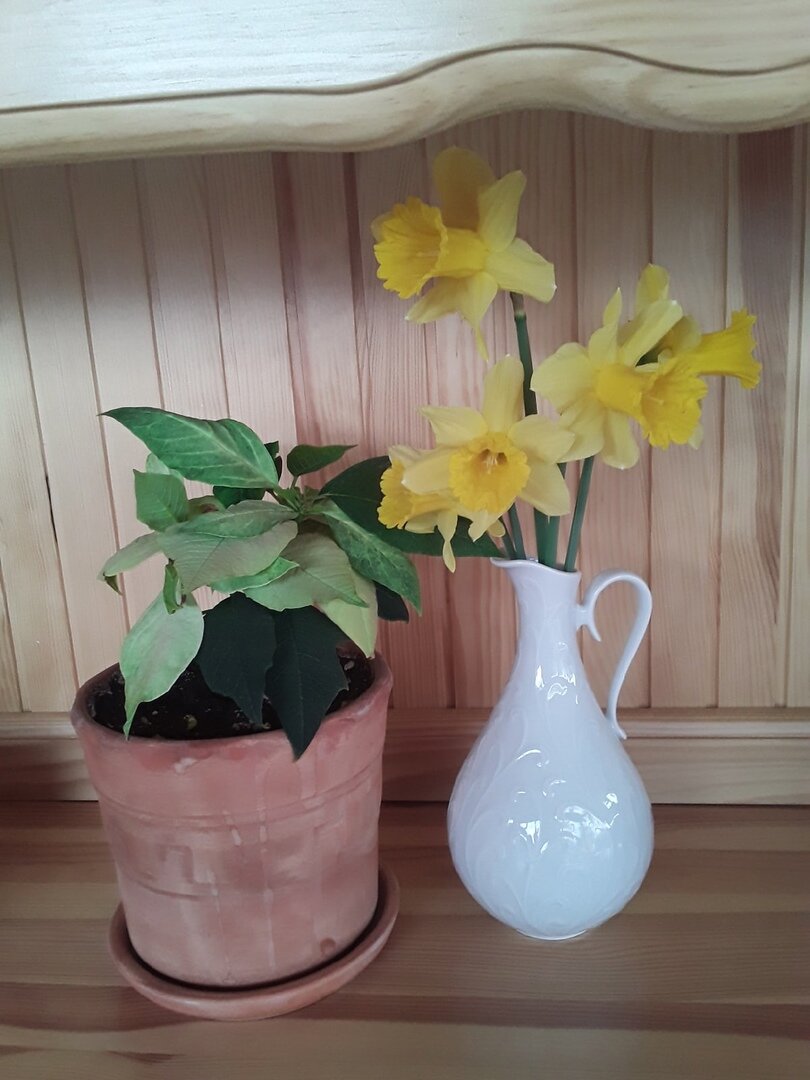 Апрель 2022 - пуансеттия переехала на дачу