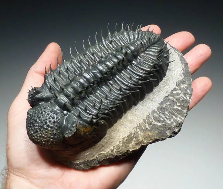 Ранние трилобиты