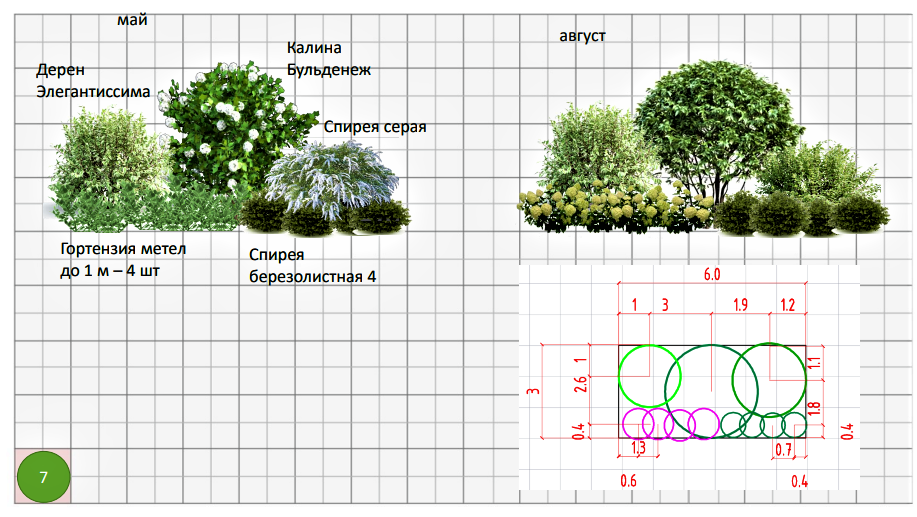 Спирея серая схема посадки