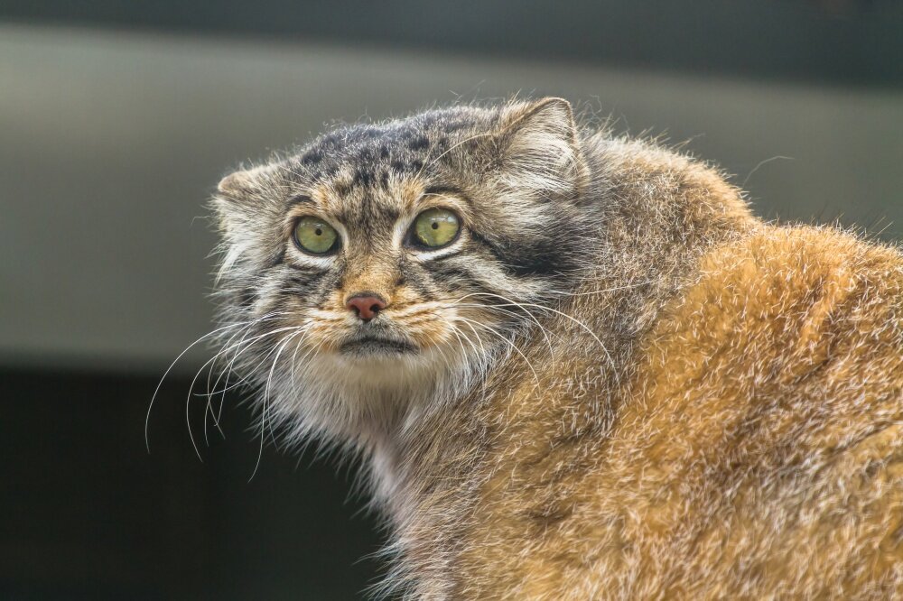 Кошки очень опасны