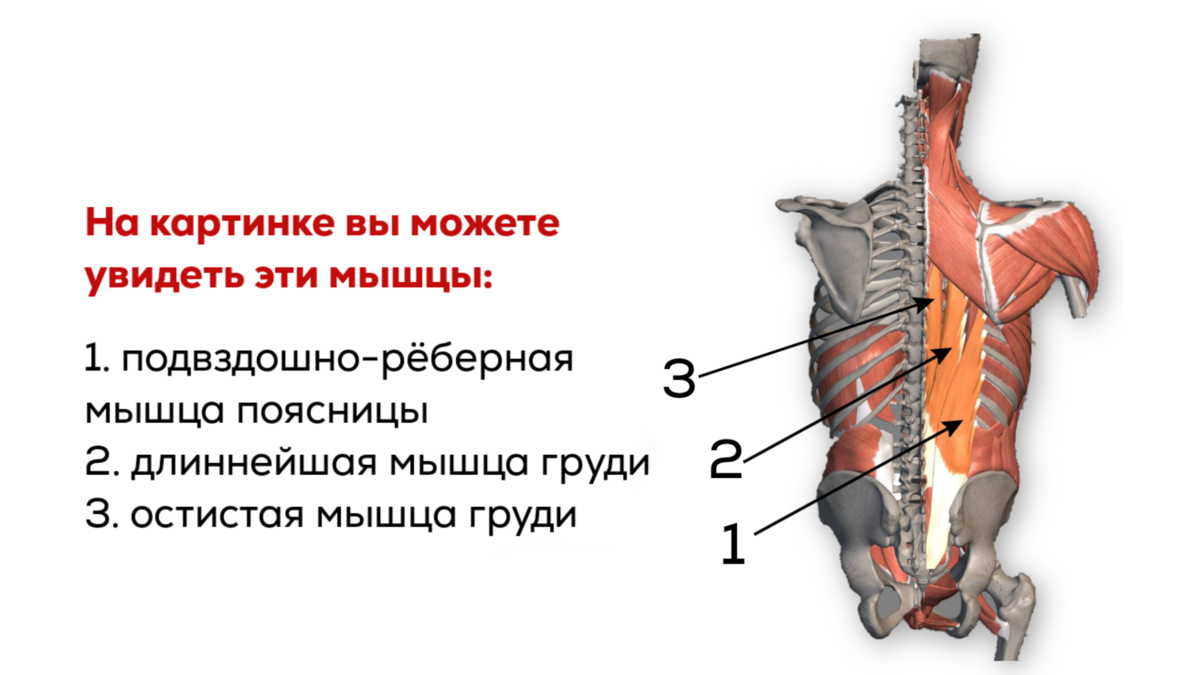 Разгибатели туловища