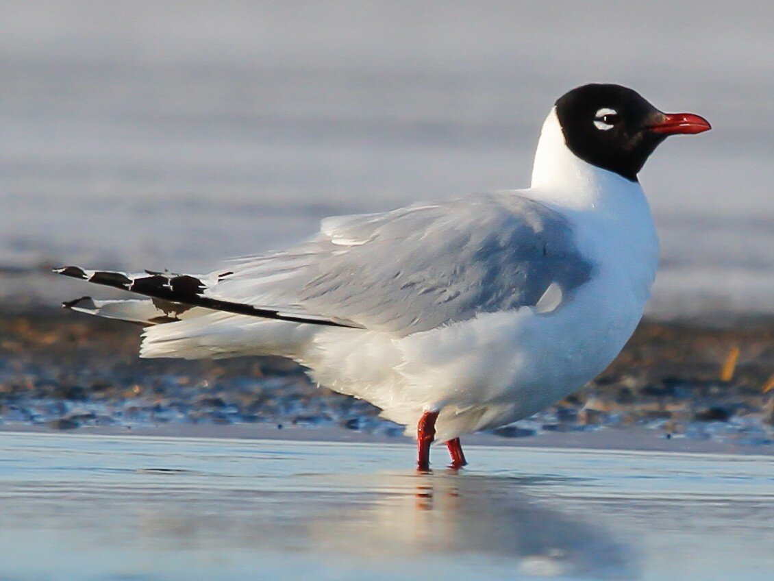 Чайка птица с черной головой. Птица похожая на чайку. Горлица хохотунья. Белая птица похожа на чайку. Реликтовая чайка (larus relictus).