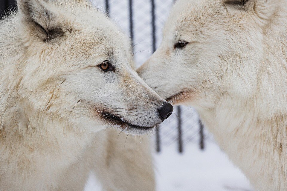     Пару свели только в Новом году. Фото: группа парка "Роев Ручей" "ВКонтакте"