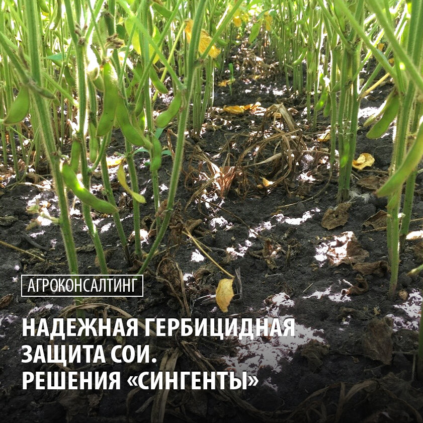 Делянка обработана ЭВЕНТУС® 2,0 л/га (55 ДПО). Орловская область 