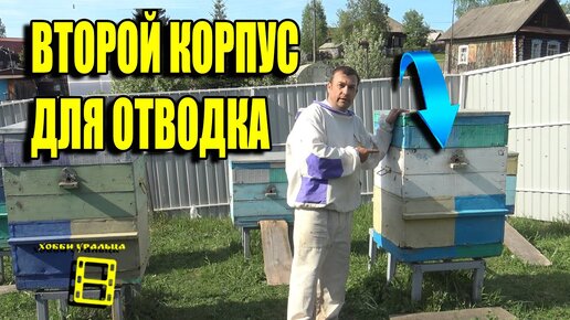 Отводки. Формирование отводков.