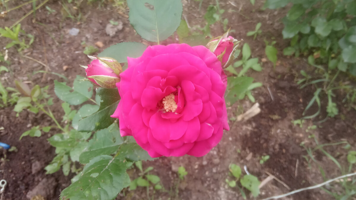 Это роза спрей сорта ХиХо - вот так она цветет сейчас