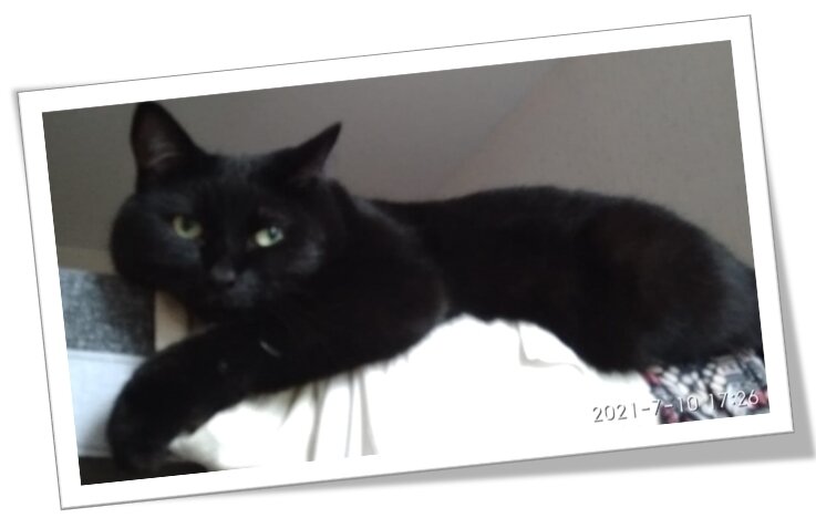 А кот лежит... И ему совершенно за это не стыдно...