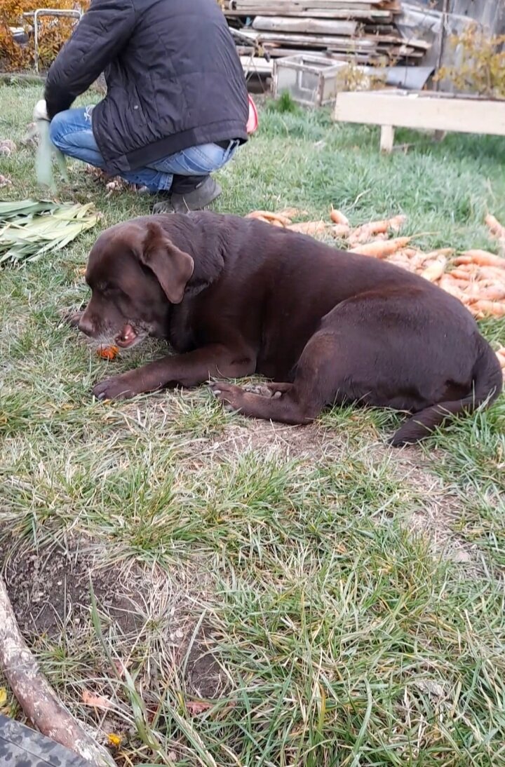 Ася и морковка. Фото автора