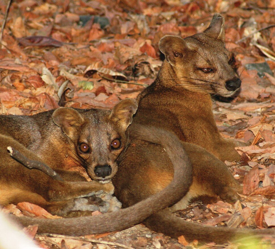 Животные мадагаскара - 55 фото