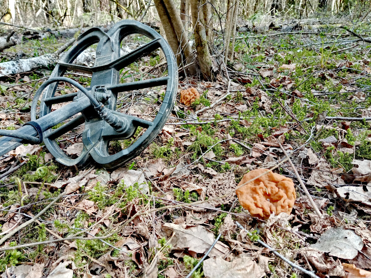 Съедобные грибочки