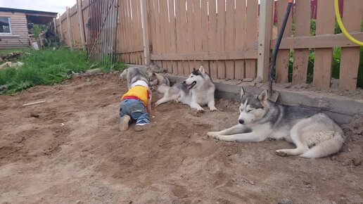 Хаугли и его Хаски Банда . Первые друзья Артура.