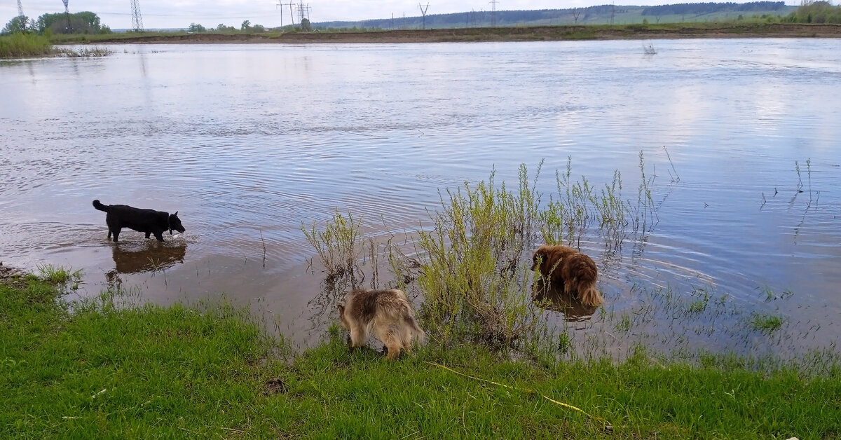 Шелли, Миша и Шоколад любят проводить время в воде, особенно, когда погода радует
