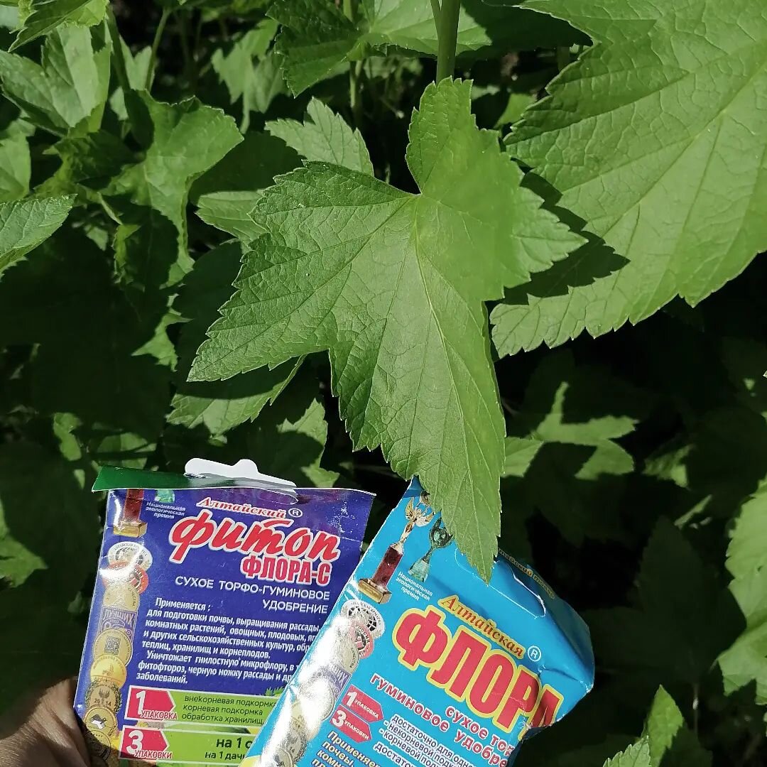 Листья смородины  после обработки препаратами от Био-Бан