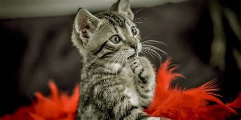 Фото из Интернета.