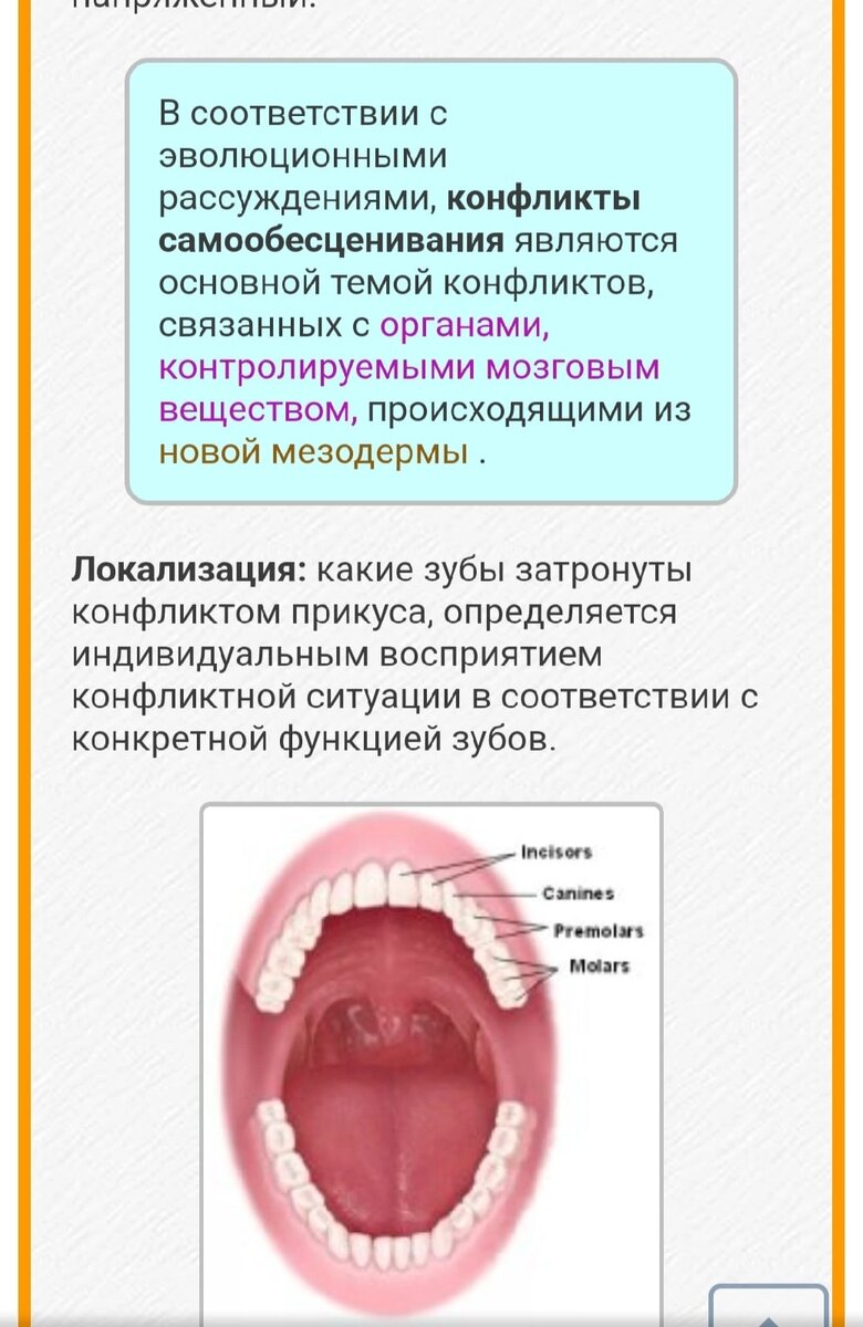 за какой орган отвечает каждый зуб | Дзен