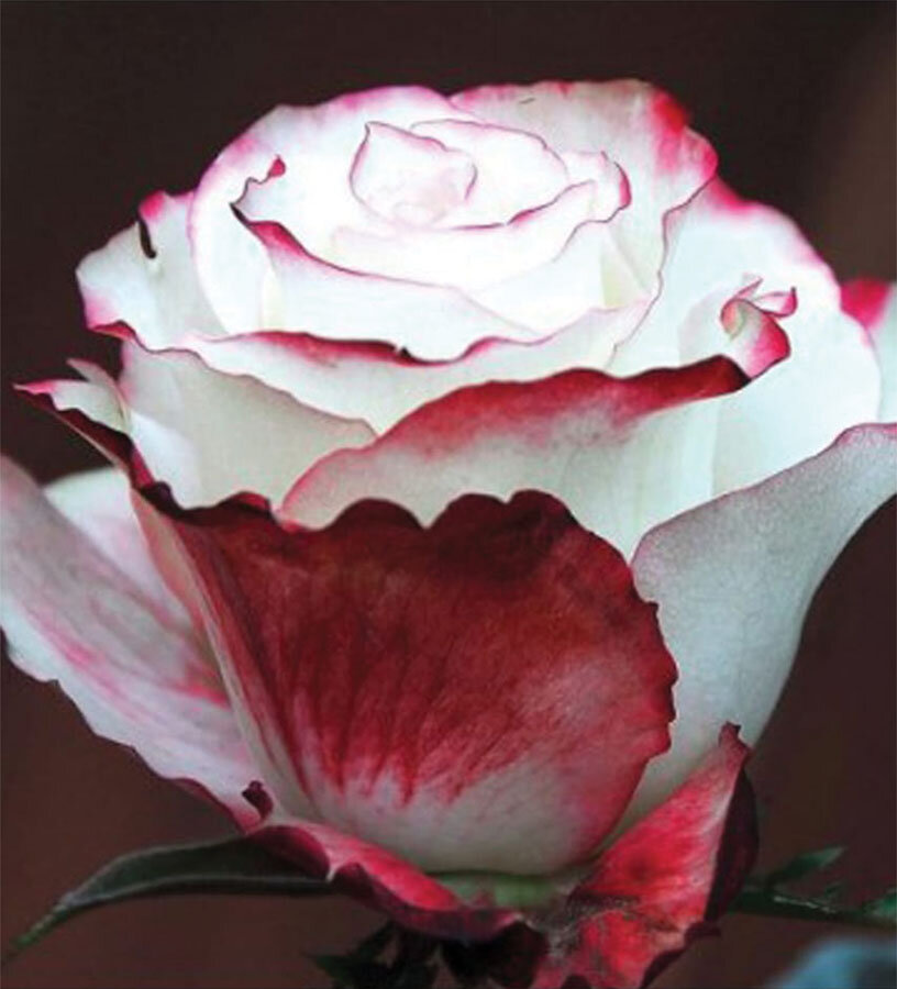 Роза чайно гибридная свитнес фото и описание