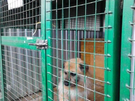 Тимка в приюте. Вот так он сидел в вольере и только слушал лай других собак, но ничего не видел...