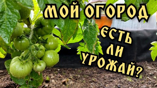 Обзор участка и огорода. Что нового?