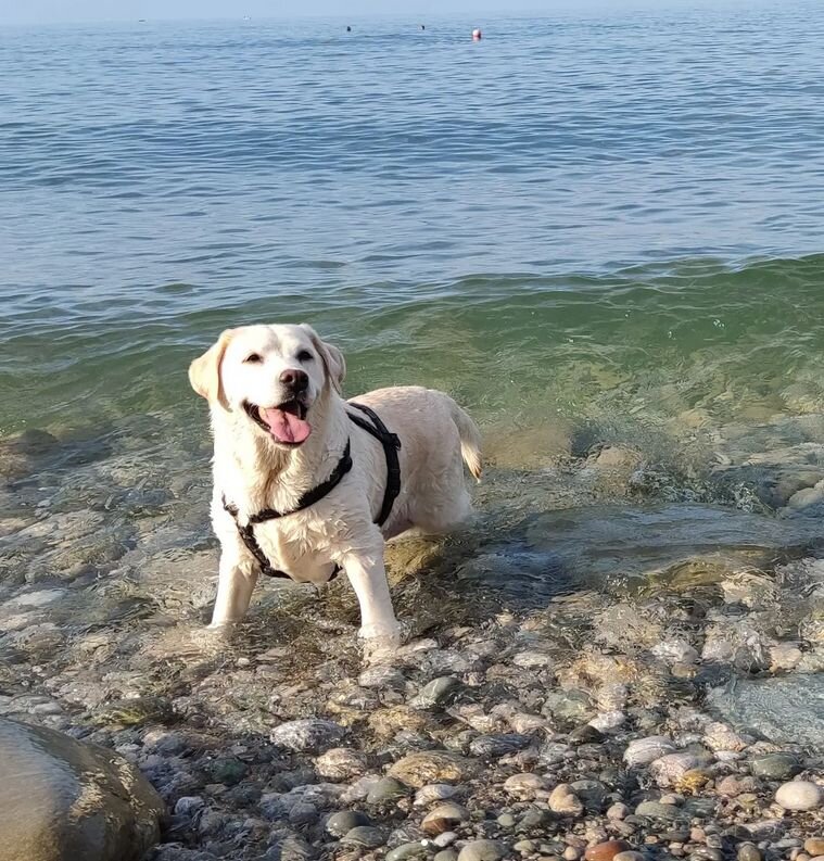 Валнериз Жоржетта Эверарди (CAPAS SPIRIT NAUGHTY DIVER х Джуларт Валнери Свит) возраст 10 лет.