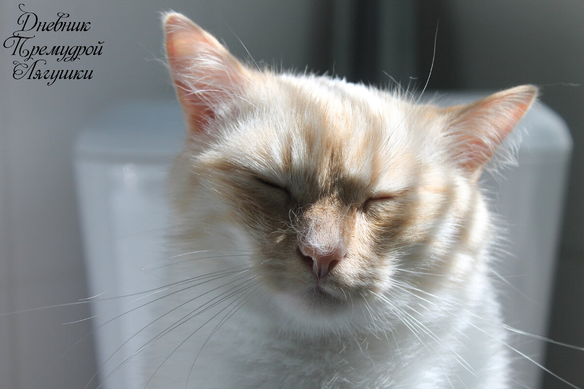 Зефир. Архивное фото автора