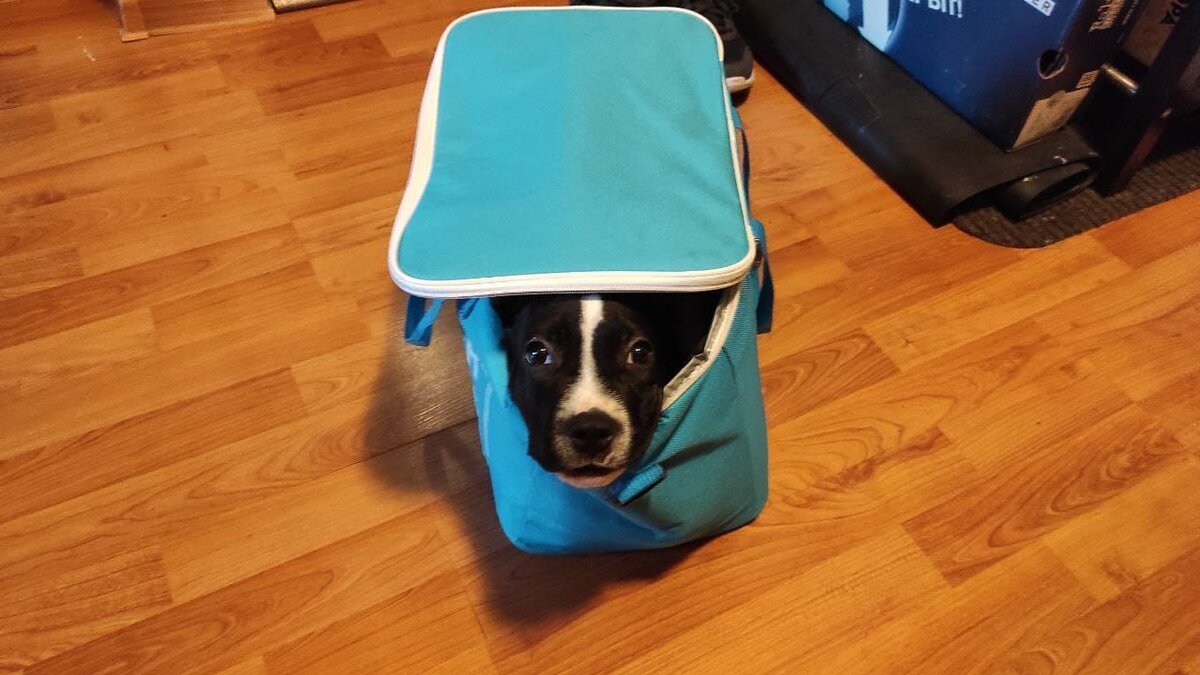 Теперь в эту сумку он не помещается