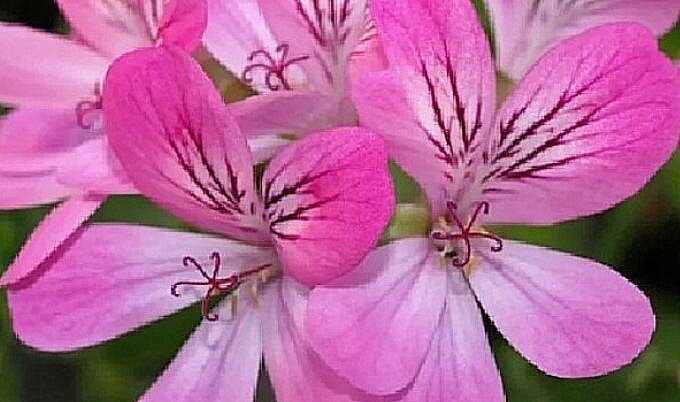 Такие симпатичные лепестки у Pink Capitatum. И они довольно крупного размера.