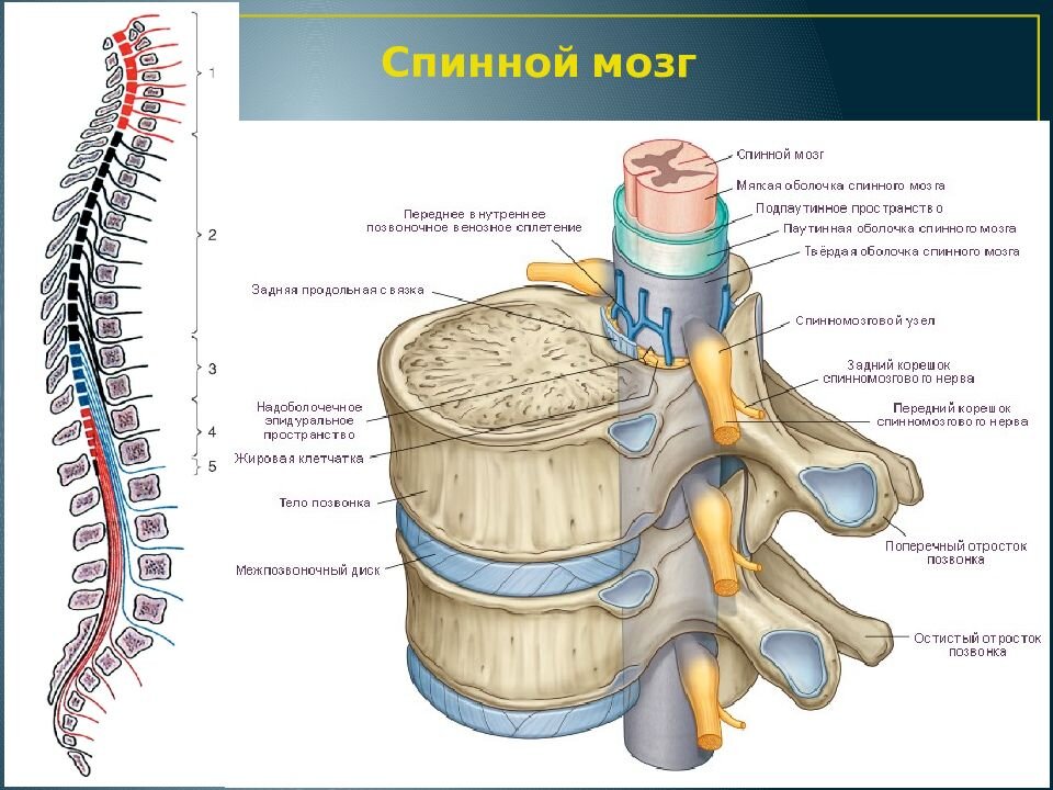 Строение спинного нерва. Строение спинномозгового нерва человека. Ствол спинного мозга строение. Строение позвонка со спинным мозгом. Позвоночник смнервами строение.