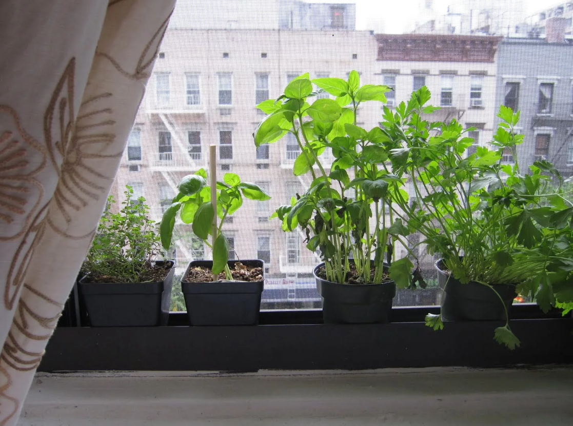 Выращиваем в квартире круглый год. Рассада на окне. Зеленый подоконник с рассадой. Рассада на подоконнике. Домашний огород на подоконнике.