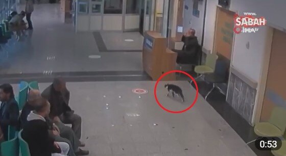 Ковыляет, бедолага...