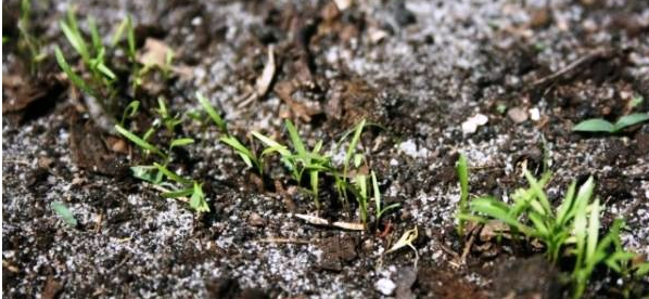 Всходы моркови (Фото: Юрий Алексеев)