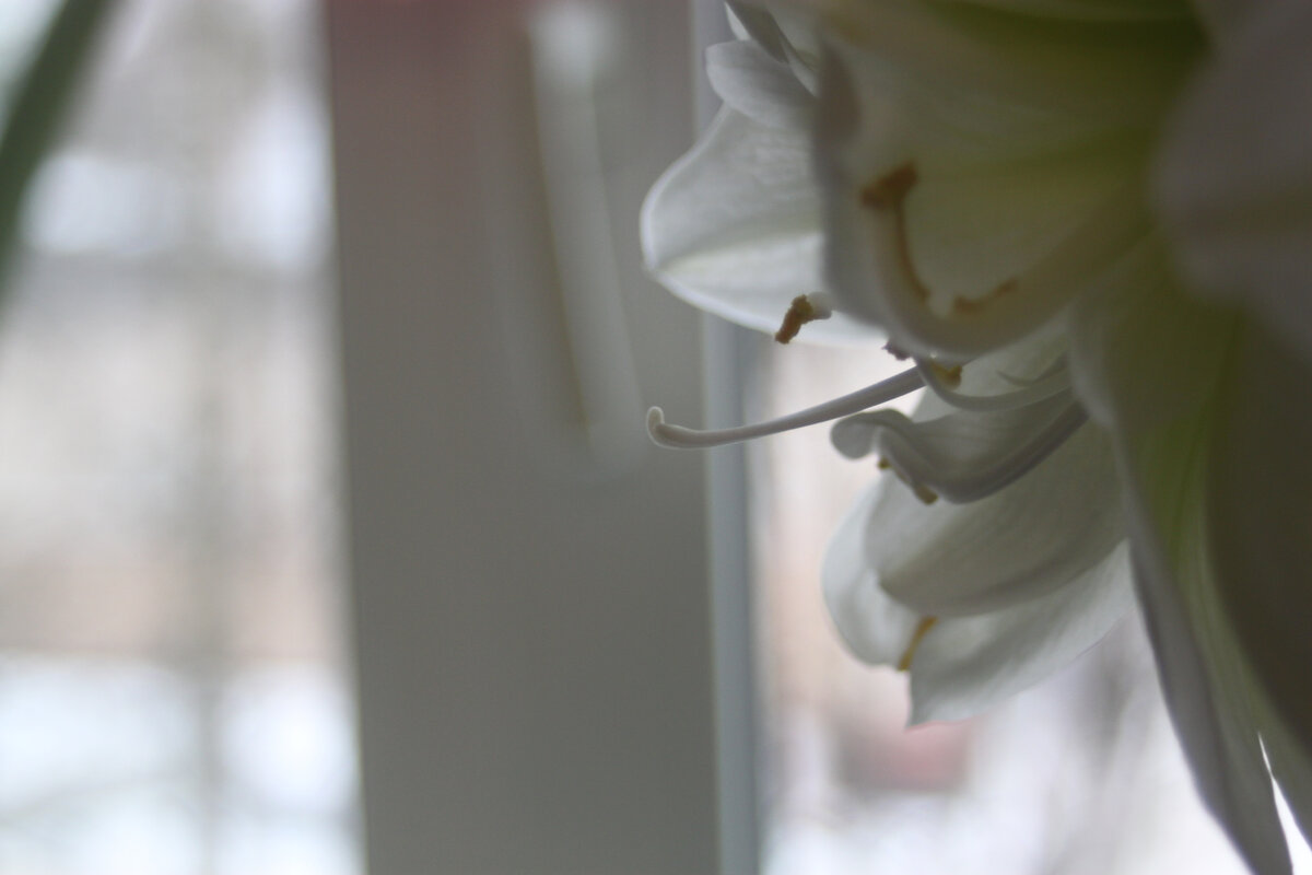 Пестик в профиль)))