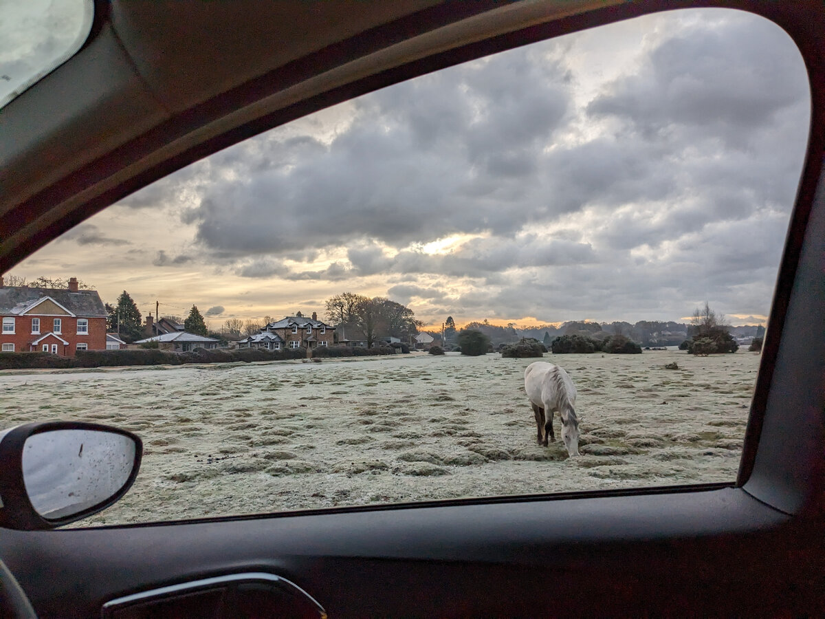 Пони. Фото из личного архива 