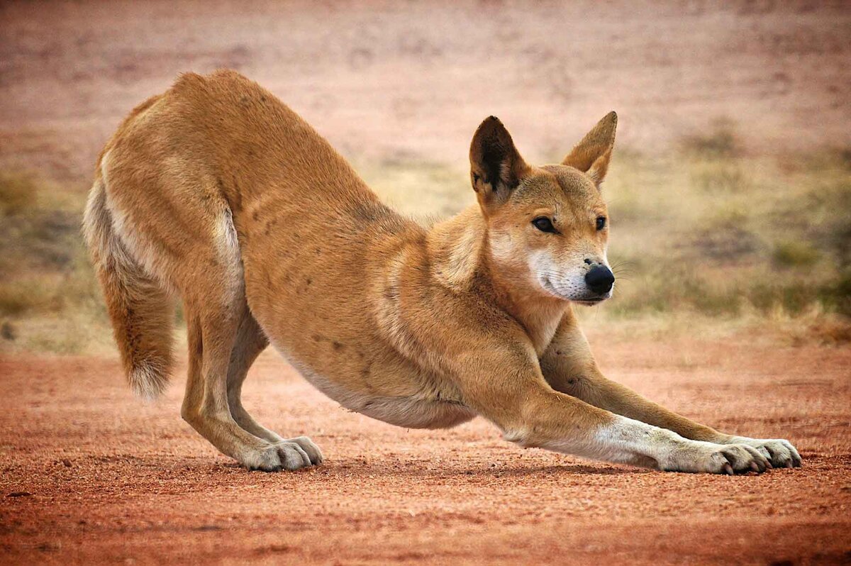 Динго (Австралийский динго) / Dingo (Australian Native Dog)