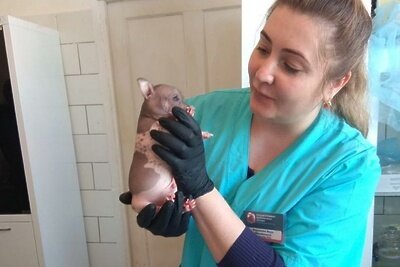    Ветеринар © Пресс-служба Министерства сельского хозяйства и продовольствия Московской области