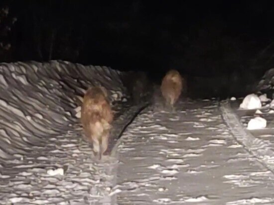     фото со стены сообщества в ВК