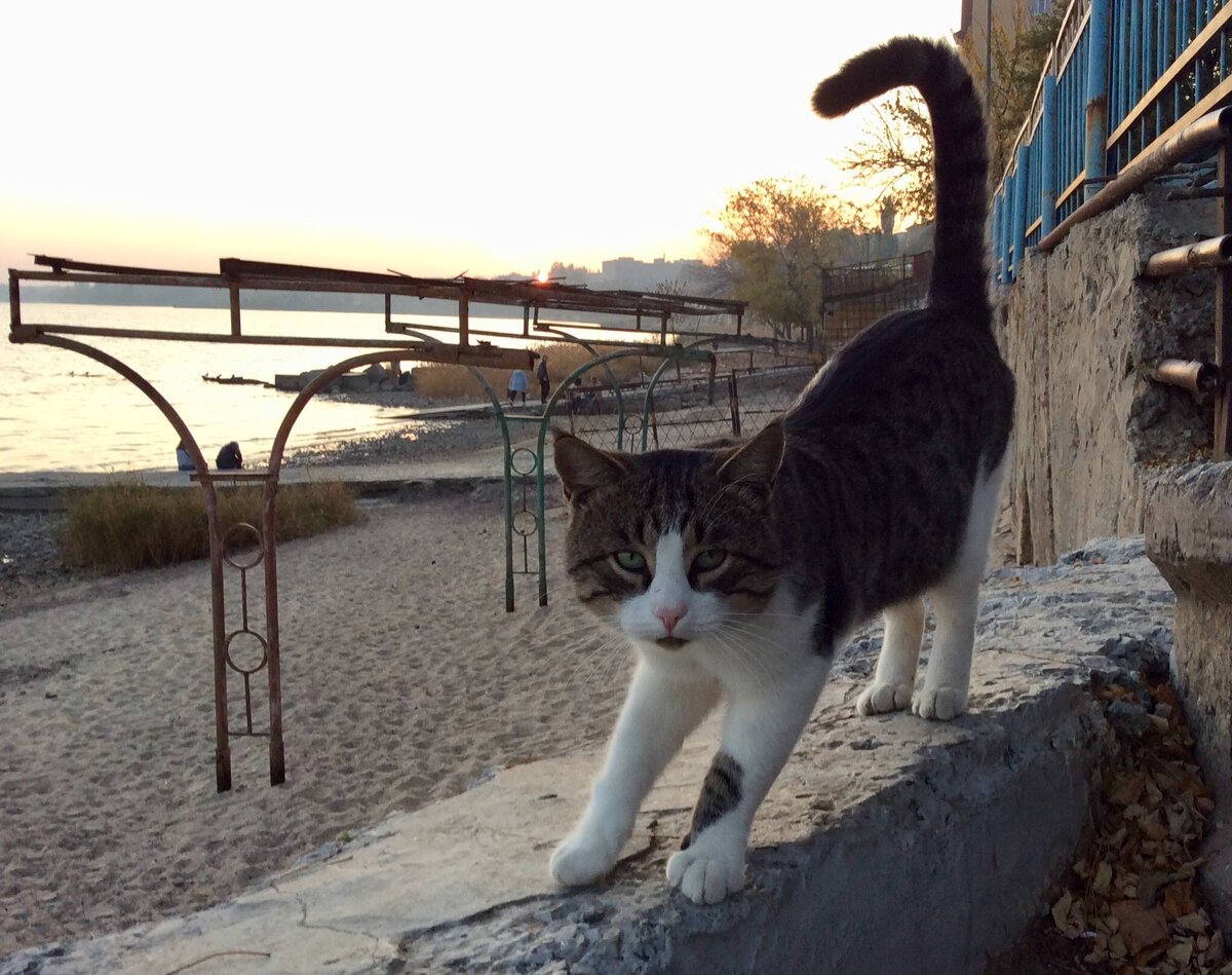 котята в таганроге на авито. коты таганрог. котята в таганроге на юле свежие. кошечка таганрог. г.