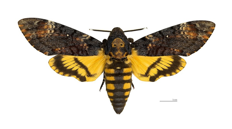 Acherontia atropos Мертвая голова
