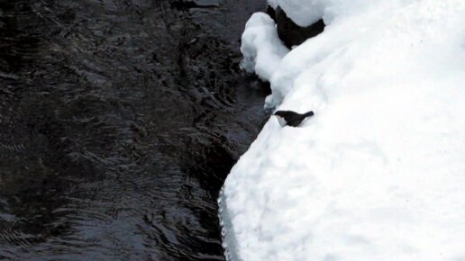 Оляпки - отважные водолазы