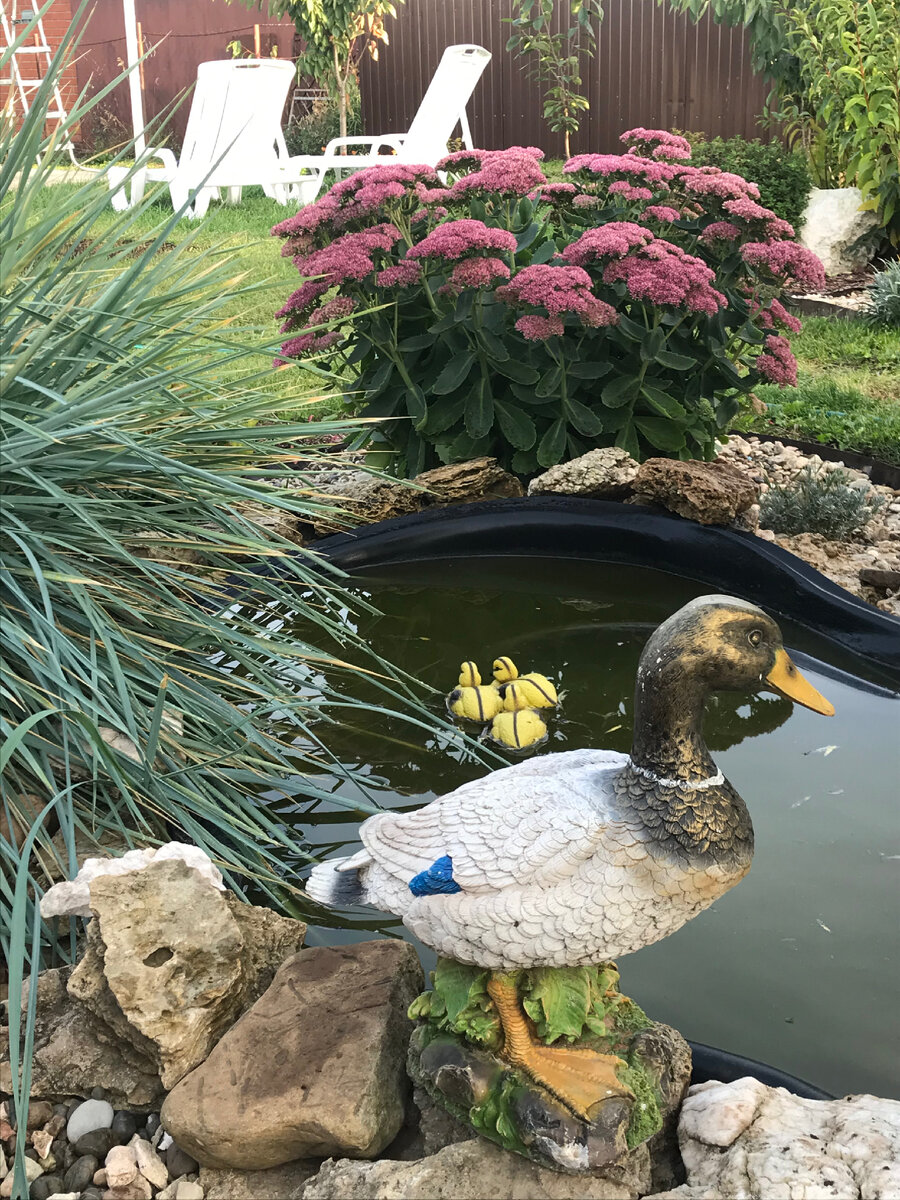 Позднее появились утята…