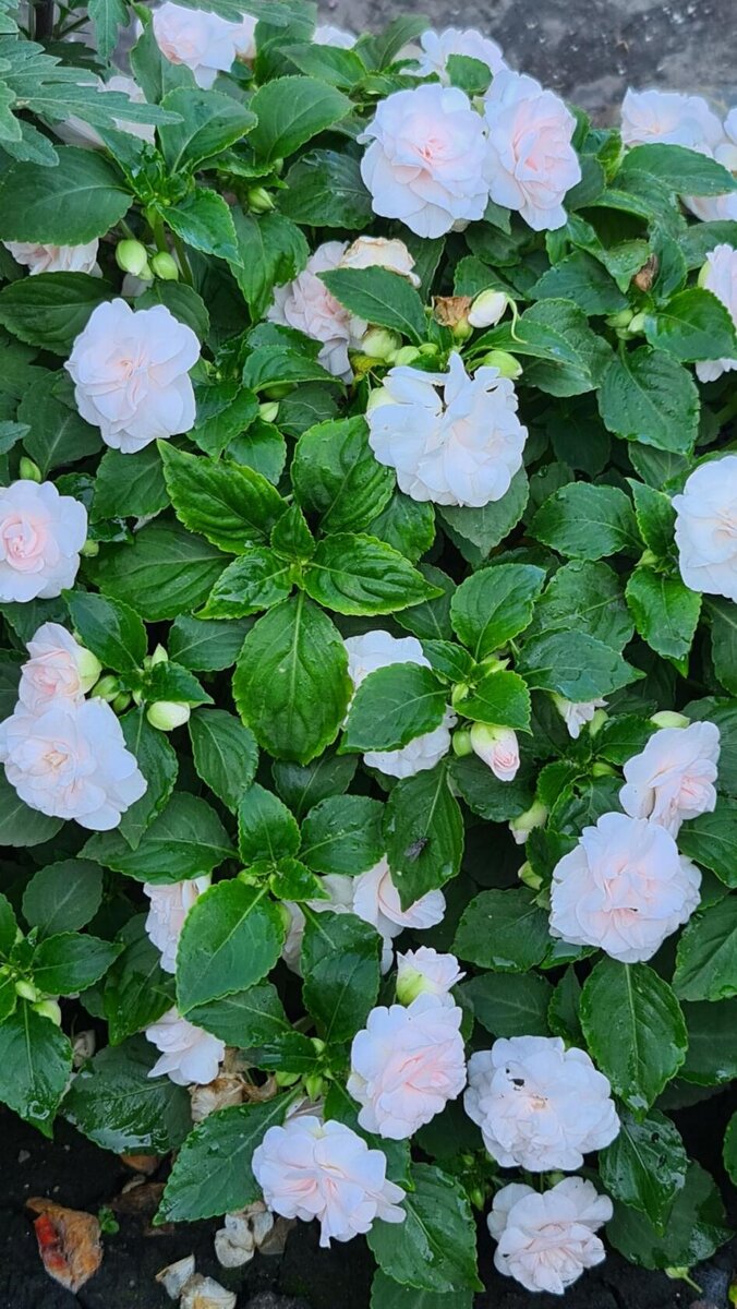 Фото автора. Бальзамин в саду