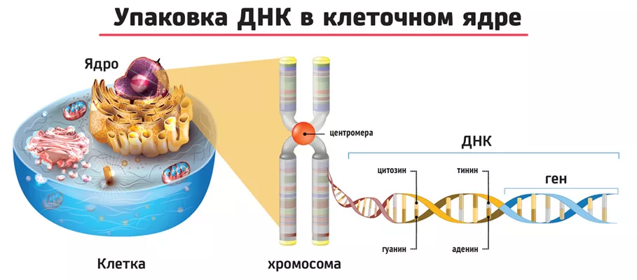 Где находится днк у человека фото