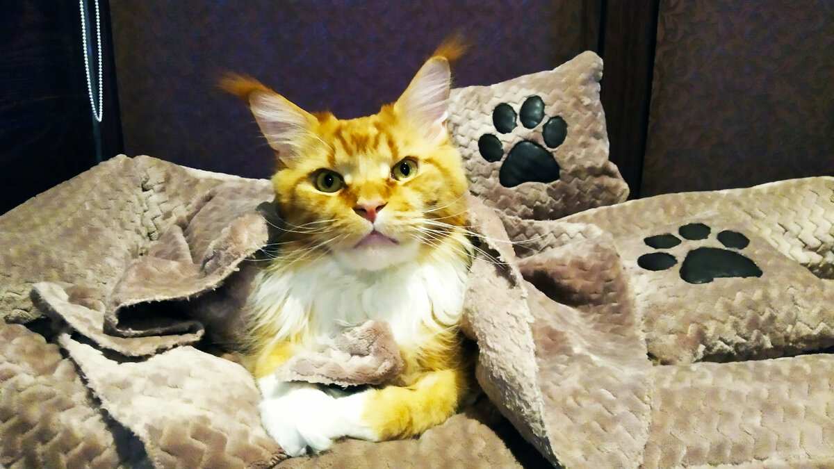 Мейн кун Степа