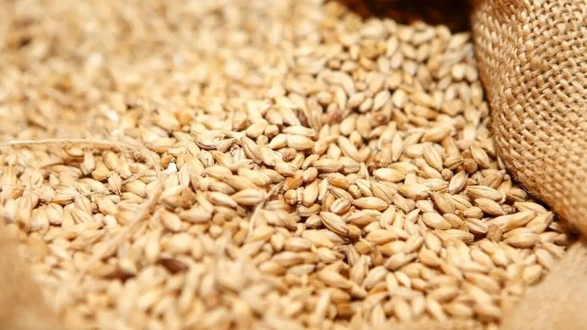 Замените пшеничные зерна. Пшеница. Пшеница продовольственная. Пшеничное зерно. Пшеница эфиопская.