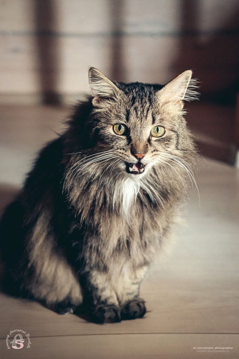 "Я сказал Мяу!" 🐈 
Снято: 14.11.2022 г.
Модель: котик Тима
Фотограф: Анастасия Белякова